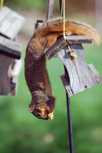 The Secret Life of Squirrels